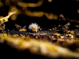 Kugelspringer (Sminthuridae, Collembola) von dem erst kürzlich entdeckten Pilz Pandora batellata parasitiert. Kugelspringer sind sehr klein, sie werden nur 0,5 bis 2 mm groß.